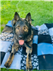K9 Jax laying on his blanket.