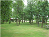 Rows of Trees and Shelter in Background at Roadside Park